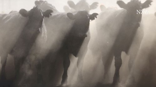 Amerikanisches Hormonfleisch in Schweizer Läden: Opfert der Bundesrat die Rindfleischzölle?