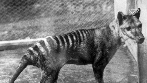 Australien will mit prominenter Unterstützung den seit 1936 ausgestorbenen Tasmanischen Tiger wieder auferstehen lassen