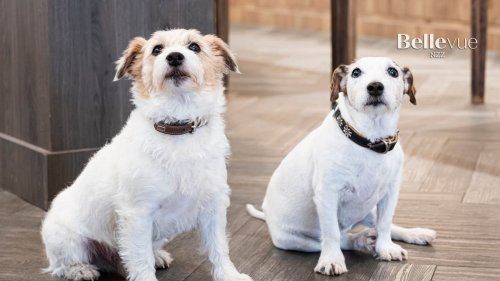 Zürichs Läden sind auf den Hund gekommen
