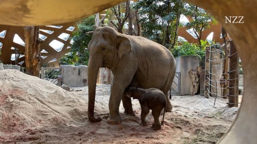 Nachwuchs bei den Zürcher Elefanten: Die 19-jährige Farha bringt ein gesundes Kalb zur Welt