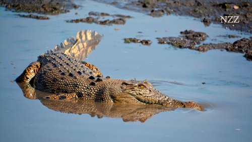 Olympisches Rudern zwischen Krokodilen? Ein Fluss in Australien löst schon sieben Jahre vor den Sommerspielen eine Kontroverse aus