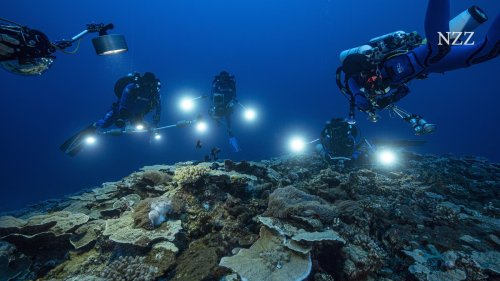 Forscher entdecken vor Tahiti eines der grössten unberührten Korallenriffe der Welt