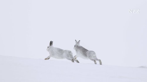 Die Urner haben sich entschieden: Schuss frei auf den Schneehasen – alles zum Abstimmungssonntag