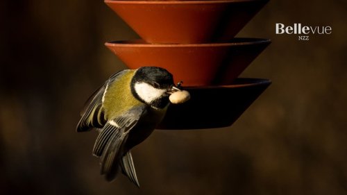 Vogelfutterhäuschen bescheren unterhaltsame Momente im grauen Winteralltag