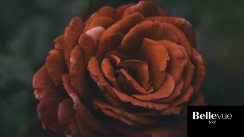 Toffee Rose: Wieso gerade alle diese Blume lieben