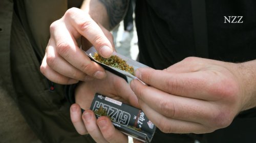 Deutschland legalisiert Cannabis – 3 Hanfpflanzen und 50 Gramm der Droge sind künftig erlaubt