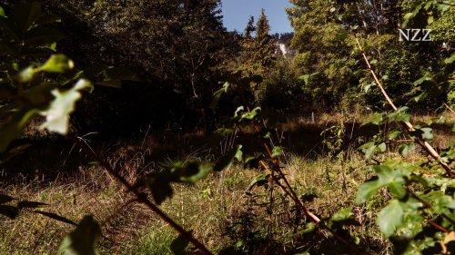 Das verwilderte Grundstück am Zürcher Stadtrand ist Millionen von Franken wert. Seit Jahren tobt um ein geplantes Bauprojekt ein Rechtsstreit