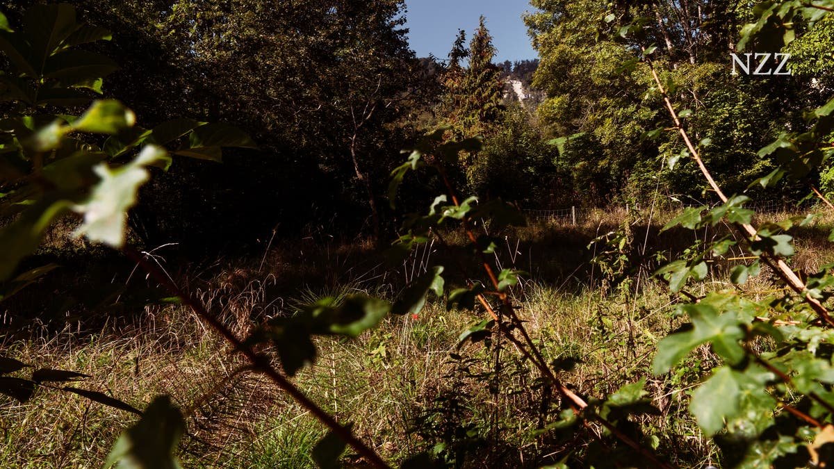 Das verwilderte Grundstück am Zürcher Stadtrand ist Millionen von Franken wert. Seit Jahren tobt um ein geplantes Bauprojekt ein Rechtsstreit