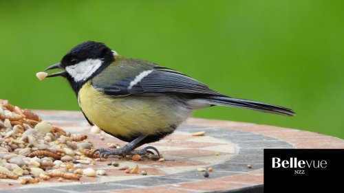 Ist es sinnvoll, Vögel bei sich auf dem Balkon oder im Garten zu füttern?