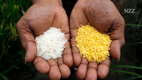 Erstmals konnte der gentechnisch veränderte Golden Rice geerntet werden – er löst seit mehr als zwanzig Jahren grosse Hoffnungen und heftige Kritik aus