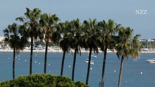 In Cannes wird ein Mann unter einer umgestürzten Palme begraben – Glück und Unglück liegen nah beieinander an der Croisette