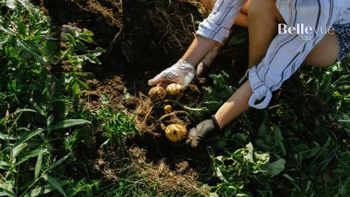 Wie man das Beste aus der Kartoffel herausholt – mit Tipps von Tim Raue