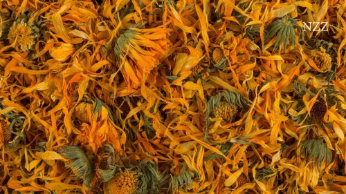 Kosmetik aus dem Garten: «Nachhaltigkeit ist für uns Wettbewerbsfähigkeit»
