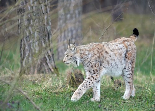 A Lynx Roaming the Streets of Long Island Has Finally Been Captured