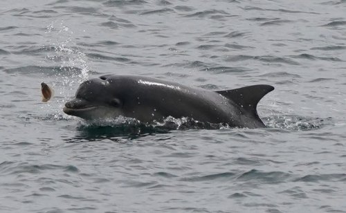 Dolphins in New York Harbor Suggest Environmental Policies are Working