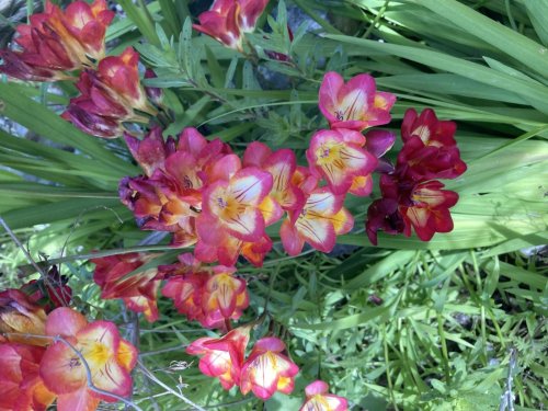 What to know about some of my favorite trees in the garden