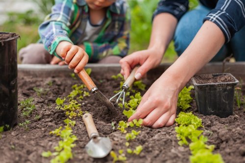 This week is a good time to be planting vegetables in the garden