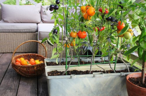 Here’s a money-saving tip for your container garden