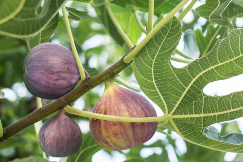 Adventures in gardening: Falling figs, troubled tomatoes and compost volunteers