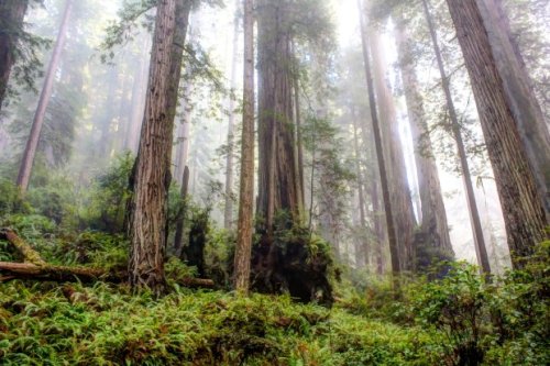 Weekend getaway: California’s northern coast offers redwoods, rugged coastlines and more