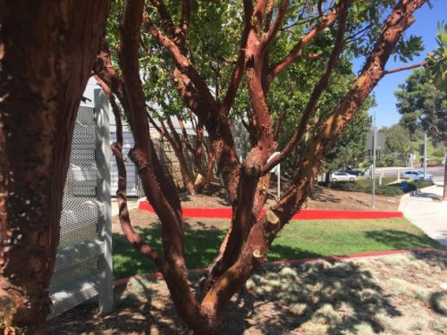 Consider these no-mess trees when looking for something drought-tolerant
