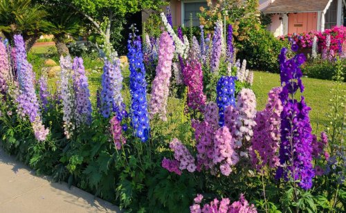 Gardening: What you need to know about delphiniums