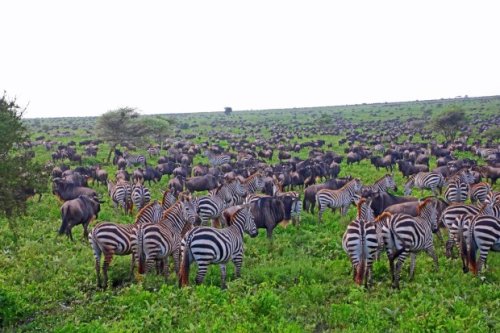 Travel: Tanzania’s epic Great Migration is a wild time