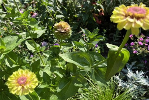 Why summer annuals are a gardener’s good friend