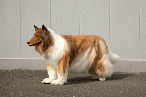 Man Fulfills Dream of Living as a Dog With Ultra-Realistic Rough Collie Costume