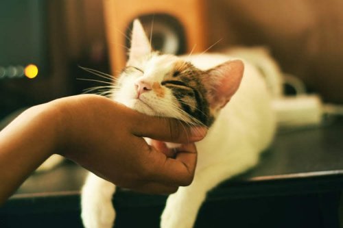 Pensioner Sued for Sistematically Feeding Neighbor’s Pet Cat
