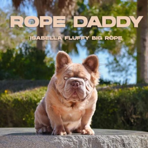 Meet Rope Daddy, a Special French Bulldog Specimen Valued at $120,000