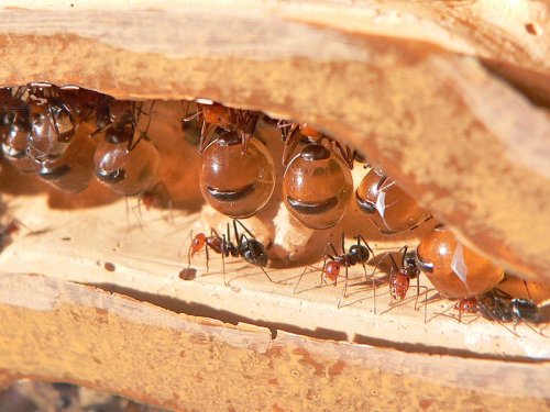 Honeypot Ants – The World’s Only Honey-Producing Ants