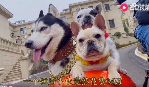 Chinese Man Builds Lavish $51,000 Mini-Mansion for Pet Dogs
