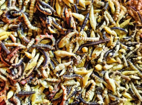 Stir-Fried Cassia Caterpillars – Vietnam’s Hard-to-Stomach Delicacy