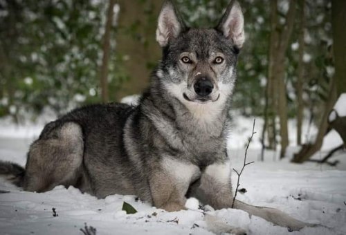 The Tamaskan – A Dog Bred to Look Like a Wolf But That Doesn’t Have Any Wolf in Its Lineage