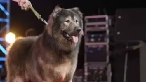 World’s Most Expensive Canine Sells for Over $5.8 Million