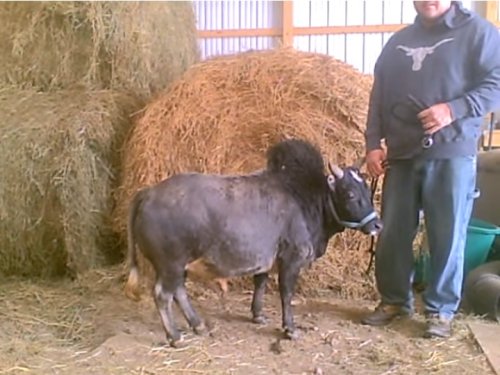 Iowa Farmer Is Selling Micro-Cows the Size of Large Dogs as Pets