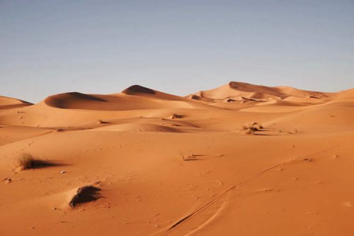 Startup Turns Desert Sand Into Fertile Soil in Just Seven Hours