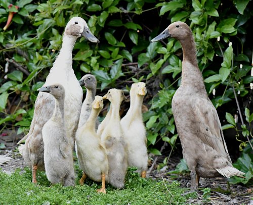 Indian Runner Ducks Stand Upright Like Penguins, Can Outrun Most Humans