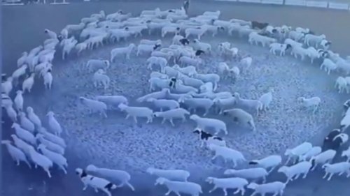 Hundreds of Sheep Have Been Walking in a Circle Continuously for 12 Days