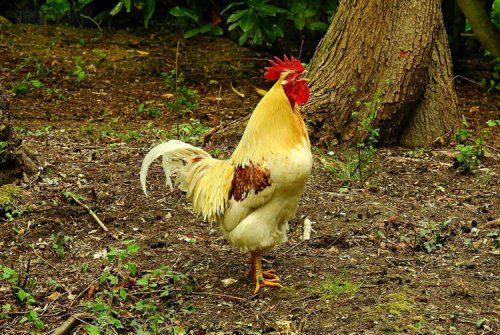 Couple Sue Neighbors Over Rooster That Crows 200 Times Per Day