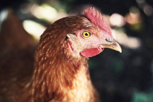 The Curious Case of a Belgian Woman Who Temporarily Thought She Was a Chicken
