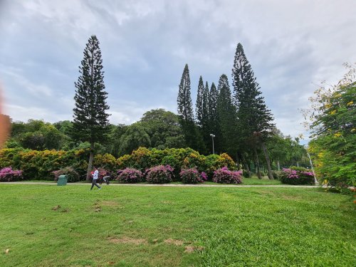 for-some-reason-this-tree-species-leans-sideways-when-planted-outside