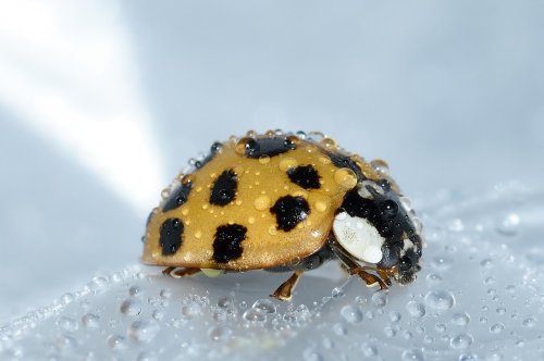 Doctors Find Ladybug Living Inside Man’s Colon