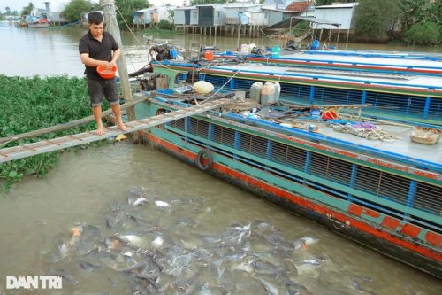 Vietnamese Man Has a School of Wild River Fish for a Pet