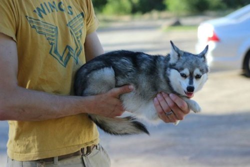 Klee Kai – The Husky Miniature You Probably Didn’t Know Existed