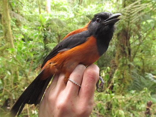 Hooded Pitohui – The World’s First Scientifically-Confirmed Poisonous Bird