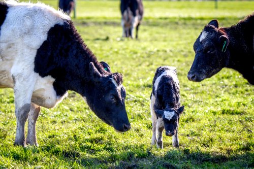 Livestock Birth 101 - Animals - GRIT Magazine
