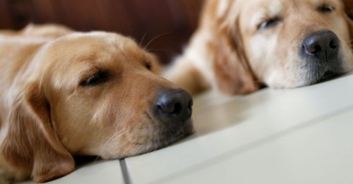 Les influenceurs clonent leurs animaux pour produire du contenu après leur mort