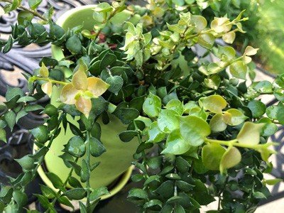 How to Grow Dischidia Ruscifolia: Million Hearts Plant